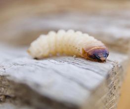 Insectokill Bild 10