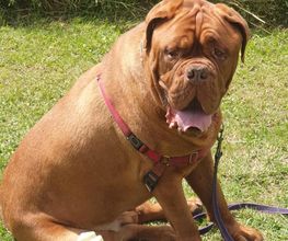 Dog Educ 45 image 1