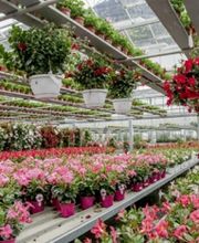 Gärtnerei Bürgin AG Bild 2