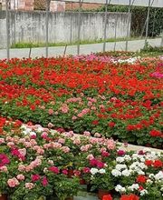 Dall'ava Et Fils Horticulteur image 2