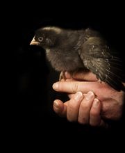 Les Volailles D'Armor image 7