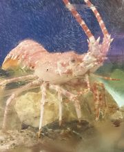 MARISCO PEINADO S.L. imagen 1