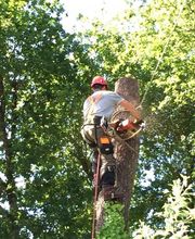 A La Hauteur Des Cimes image 5