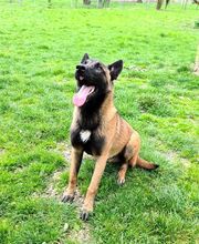 Cani Services image 12