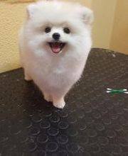 Hundesalon Pet Cut's Bild 19