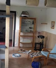 Pfötchen-Date Bild 7