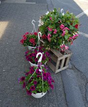 Gartencenter A-Z Velbert GmbH Bild 24