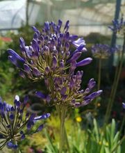 Les Jardins d'Elise Maison Lapierre image 6