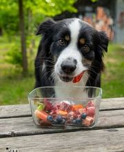 Lina, Hundert Prozent wau, Gesundheit, Training und Unterstützung für Hunde und ihre Menschen, Sandra Egli Bild 14