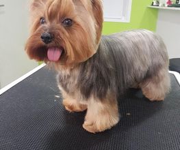 DogShine image 6