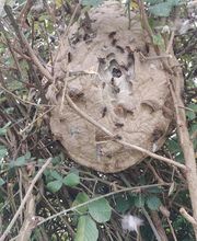 Abatguepes Services image 6