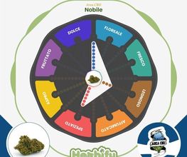 Herbify Cannabis Lovers Delivery immagine 5