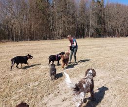 MEHR Hundeschule Bild 18