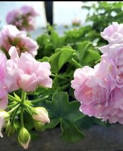 Blumen Grütter Bild 4