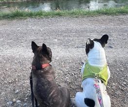 Focus Dogs Hundeschule KlG Bild 9