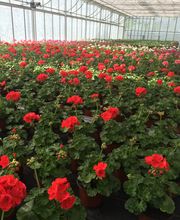 Meyer Söhne AG Bild 7