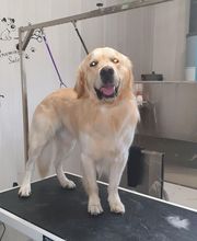 Salon de Toilettage le Poil Rebelle image 1