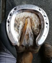 Macrelle Raphael Eirl image 2