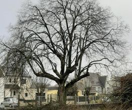 Arbres-Eco image 20