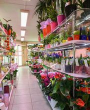 Le Langage Des Fleurs image 6