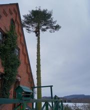 Baum und Garten Jörg Naggatz Bild 3