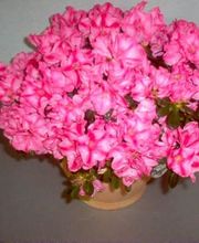 Les Compagnons de la Nature image 4