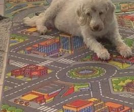 Hundebetreuung Oldies but Goldies Bild 5