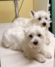 Au Toilettage de Saint Satur image 8