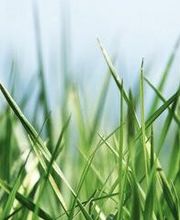 Rollrasen Kahl Bild 3