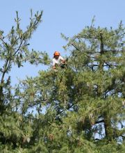 Sos Elagage & Energie Verte image 13