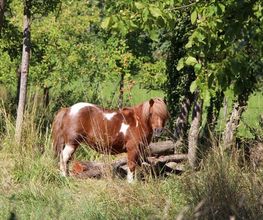 Centre Equestre de Crézancy image 12