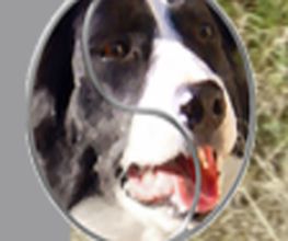 Chiens Zen image 3