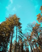 Tree Inn - Das Baumhaushotel Bild 3