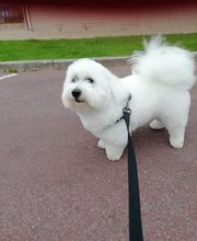 Elevage Vallée Du Léguer EARL image 3