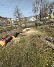 Treevarna Baumpflege München Bild 7