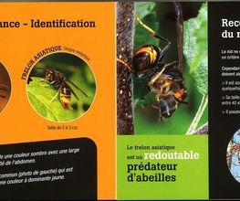 Dardard17 image 3