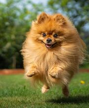 Reinado Canino imagen 3