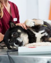 Tierarzt Celle, Tierärztliche Praxis an der Aller Bild 12