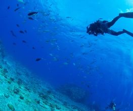 Tauchen - Okinawa - Japan - Perelingua-Sprachreisen
