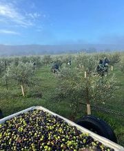 Capay Valley Lavender image 3