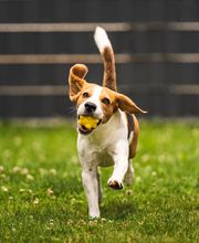 Cuidamos tu perro imagen 7