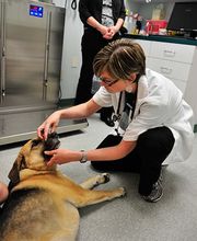 Town & Country Animal Hospital image 7