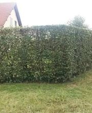 Baron Frederic image 17