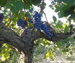 restaurant-marejol-uvas-vino-05.jpg