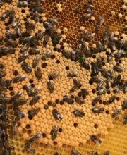 APISAVEURS ONDRASIK APICULTURE image 3