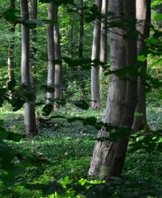Blick in den FriedWald Neuwied-Monrepos