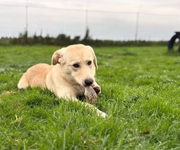 Dierenhotel Pandora afbeelding 9