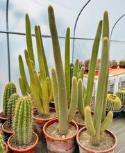 Cultur'Arbres image 11