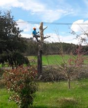 Mickael élagage image 9