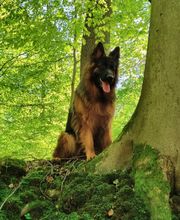 Edu'Canis 60 image 3